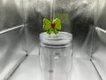 The Grinch bow straw topper