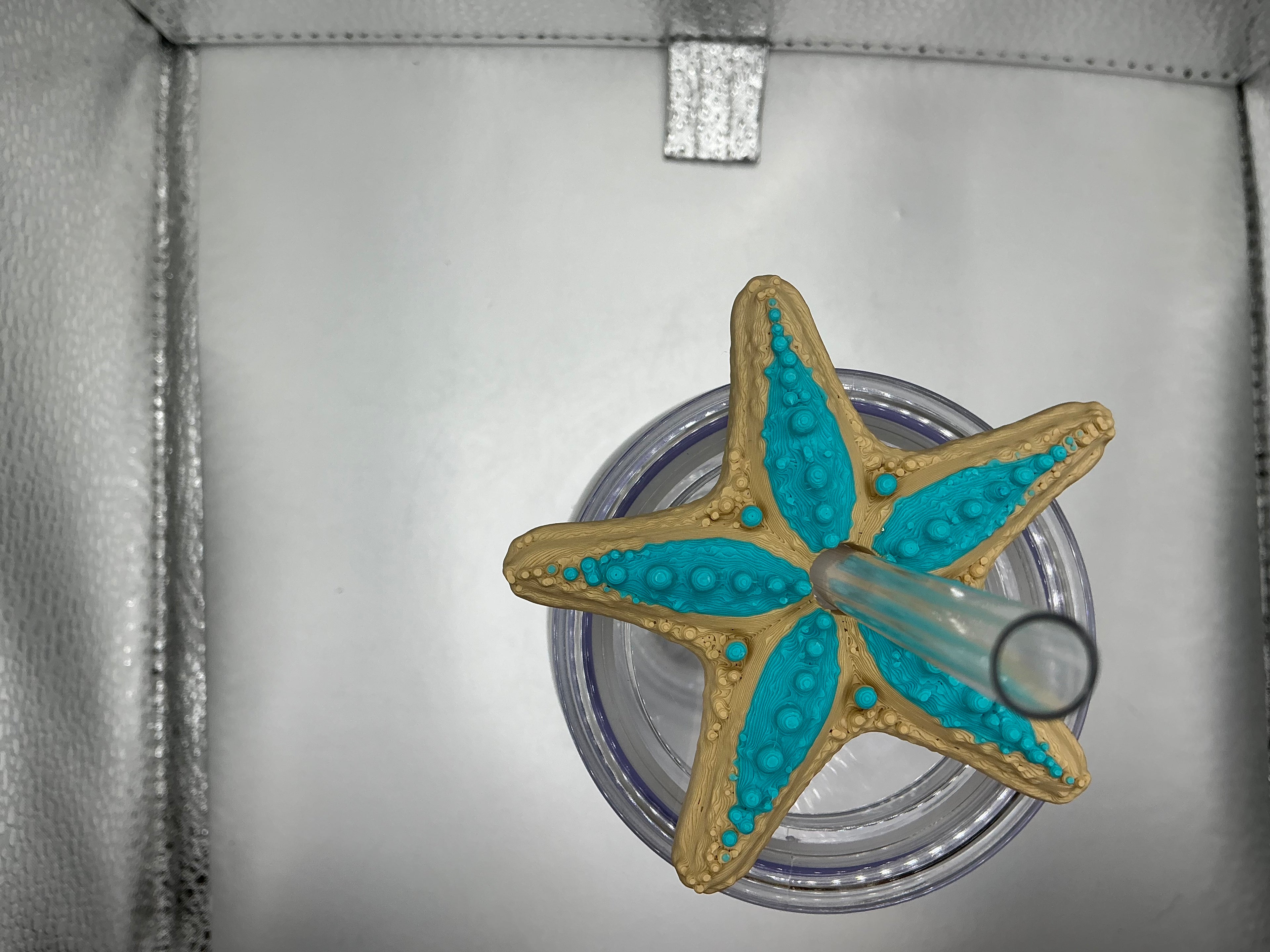 Teal and tan star fish lid topper